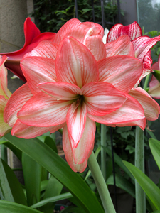 朱顶红僵尸,多季节开花品种,勤生侧,易爆盆.母球已开花包对版