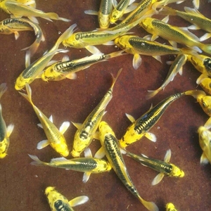 德系金松叶银辉龙锦鲤招财鱼冷水鱼活体好养观赏鱼长短尾随机发货