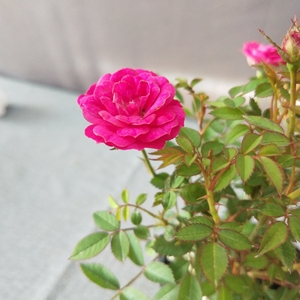 紫咲月季 日本超微月季,非常勤花