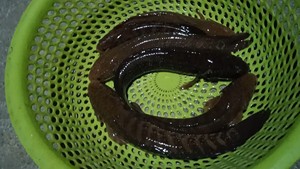 99顶级国宝1淘宝野生:雷公鱼,七星鱼,可吃 ,可养.