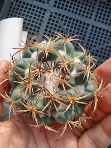 000人付款淘宝#雪顶天司像牙丸#仙人球兔小璇同款货源45.