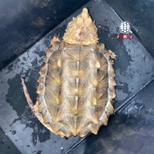 变异大鳄龟大理石