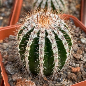 白城西瓜球尤博球属仙人球冷门稀缺奇特仙人掌桌面小盆栽0人付款10