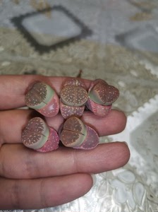 生石花 橄榄玉 粉橄榄 红橄榄