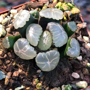 大爆炸万象十二卷