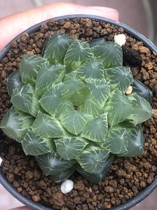 冰魄玉露锦极上斑锦母本