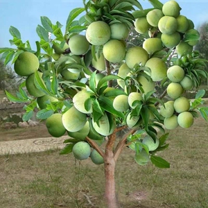 嫁接李子树苗盆栽地栽美人醉脱骨李蜂糖桃李南方北方当年结果批发