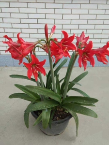 种球朱顶红土朱,又称对子莲,多年生球根花卉大球开花球,好活易