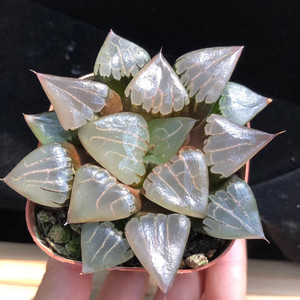 十二卷寿#阿房宫母本10厘米左右,十二卷多肉植物