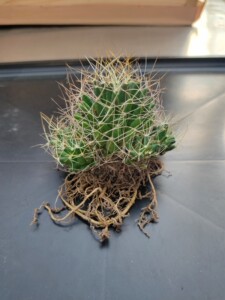 00sgybbs淘宝60620567仙人球多肉,短豪刺琴丝丸.