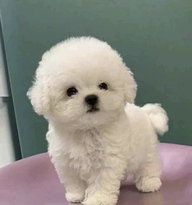 纯种比熊幼犬迷你比熊法国卷不掉毛博美茶杯犬活体小型宠物狗活物