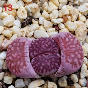 紫菊 紫色菊纹章 3年 生石花 大宇番杏