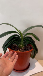 君子兰 纯种日本君子兰 超级超超级级纯!