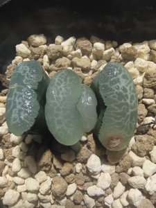 终极蓝玉扇