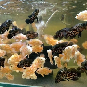 黑白地图鱼地图鱼苗5-7cm.