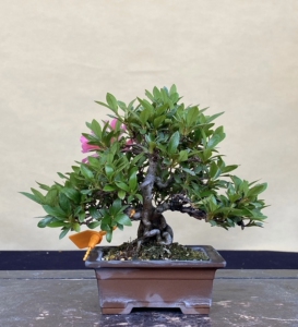 日本进口,矮霸花瓶,皋月杜鹃,花色图如下,实物拍摄