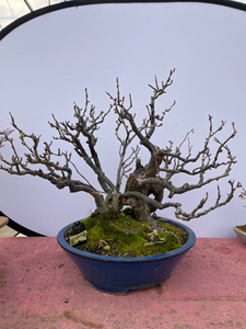 原生复色海棠盆景