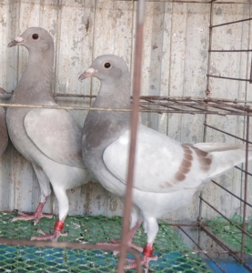 优质红轮信鸽带环幼鸽30一只  为朋友精心挑选优质鸽子随机发