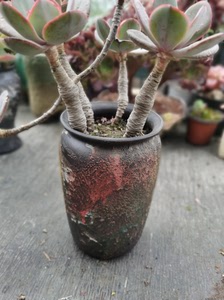 000人付款淘宝黄金朱莉丝,多肉老桩,不含盆68元,含盆含土98元同城tb