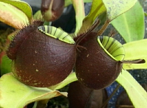 黑月猪笼草 扦插预告