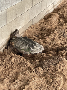 大鳄蛋继续接批发零售 受精蛋280 血丝蛋320 后期胚胎蛋