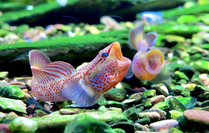 杭州红神农,满纹满红蓝鳍顶级表现,神农虾虎鱼,虾虎鱼,原生鱼