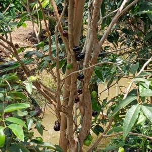 大红钻嘉宝果,2米至2.5米,开花结果树.欢迎到场自提