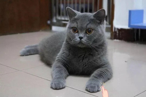 英短蓝猫纯种母