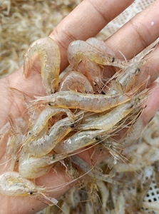 000人付款淘宝微山湖野生白虾白米虾薄皮虾,就几斤