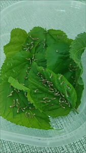 1龄蚕宝宝20条送一个饲养盒,图片大小,4.9包邮,让你体验