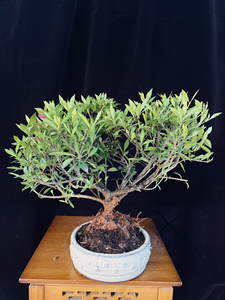 原生小叶罗汉栀子花