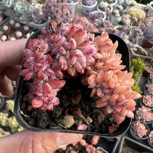 滨海缀化,10起2.5元