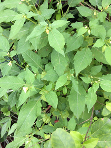 黄姑娘.一盆4苗,挂果.连盆带土.广州黄埔地铁自提.