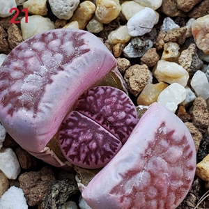 精选紫菊  紫色菊纹章  3年  生石花  大宇番杏