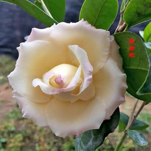 新世纪茶花盆栽树苗花型托桂至文瓣形黄花系列名贵品种室内外花卉