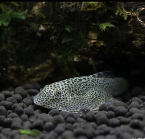 琵琶鼠鱼活体双吸盘蝴蝶吸盘鱼中华吸鳅草缸底栖清洁鱼热带观赏鱼