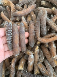 60头澳洲金沙参沙秃参野生海参淡干海参海产品干货批发