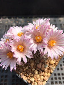 双头实生娇丽属开花仙人球长城丸