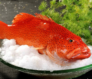 东山岛野生海钓东星斑鱼鲜活冷冻红石斑鱼现捕新鲜红斑鱼包邮