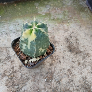 宇宙殿锦仙人球