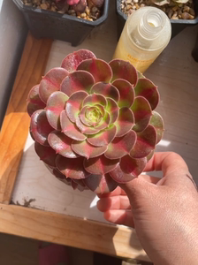 多肉法师锦 女巫中斑锦 邵华 单头带个小籽冠幅15cm