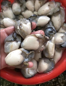 包邮【上过央视的饶平汫洲生蚝(牡蛎)】现开去壳生蚝肉一斤25