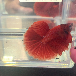 斗鱼,泰国进口精品展示级大红袍,半月斗鱼,送一条抱卵母鱼.同