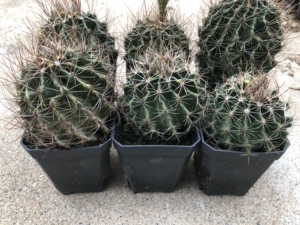 多肉植物花卉仙人球属左旋右旋龙王球一组,大小参照七公分黑方