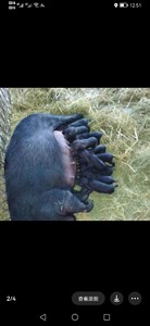 纯种藏香猪活苗 怀孕巴马香猪幼崽3个月藏香猪种苗出售可以生崽