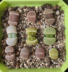 生石花,c54流水日轮,绿弁天玉,绿福来,绿紫熏,黄巴黎玉