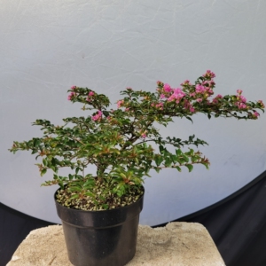 紫薇(小老桩),现在正是开花时期(图片7月底所拍),原盆原土