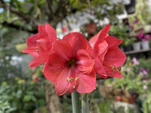 朱顶红紫雨(胭脂雨),6元/cm,一个大母球,一个侧球,满百