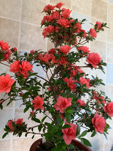 日本皋月杜鹃,品种:菊姬