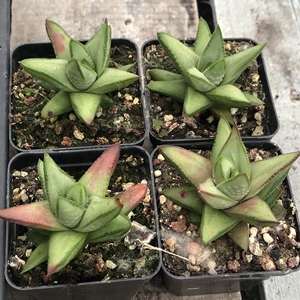 000人付款淘宝白肌赤耳硬叶 多肉十二卷一物一拍tb3060529182200.